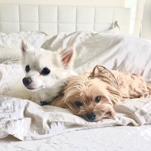 Meet your Posher, Jennifer